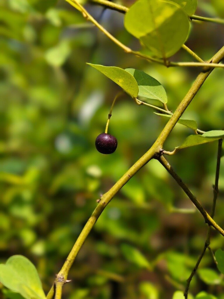 Sustainability Community