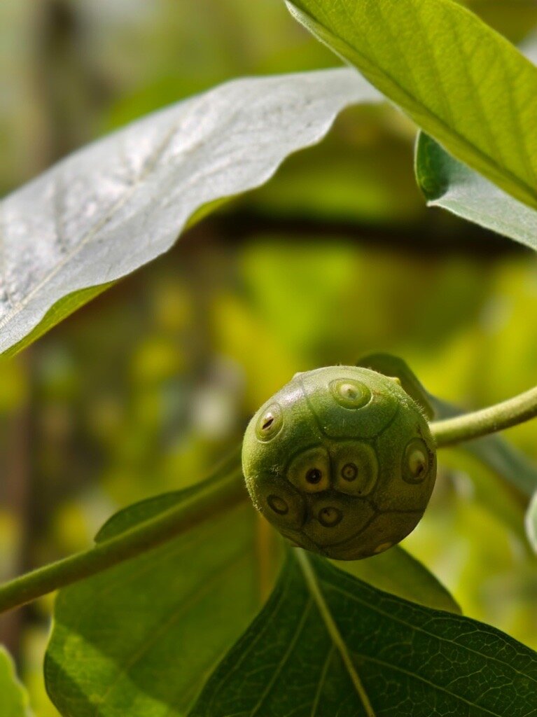 Sustainability Community